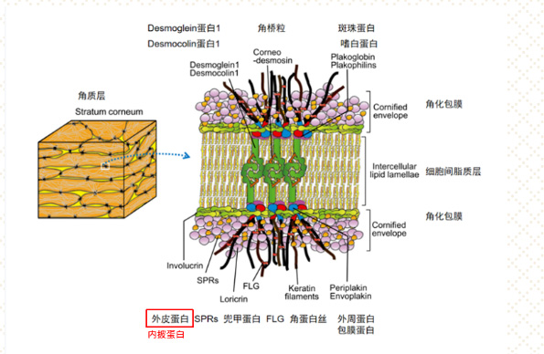 表皮角质层屏障的形成
