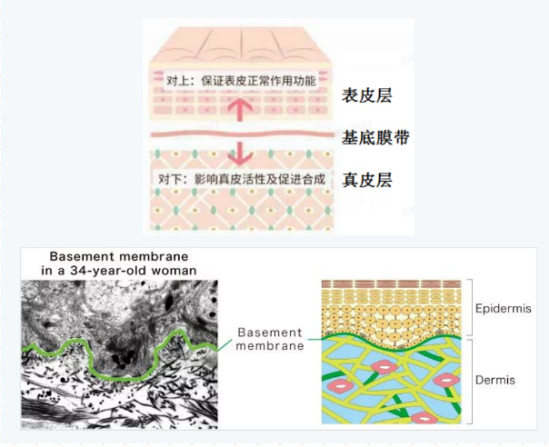 深度认知皮肤基底膜